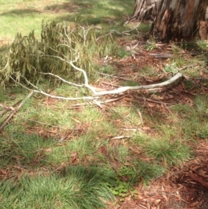 Eucalyptus viminalis at Hughes, ACT - 30 Jan 2021