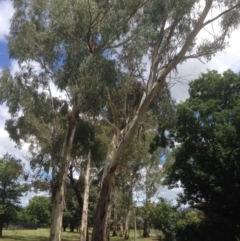 Eucalyptus viminalis at Hughes, ACT - 30 Jan 2021