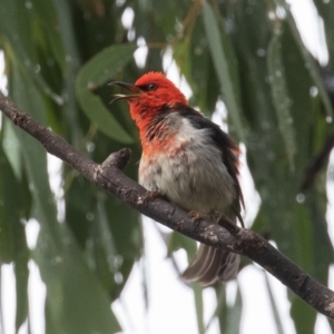 Myzomela sanguinolenta at Paddys River, ACT - 30 Jan 2021