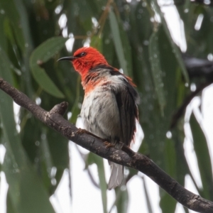 Myzomela sanguinolenta at Paddys River, ACT - 30 Jan 2021