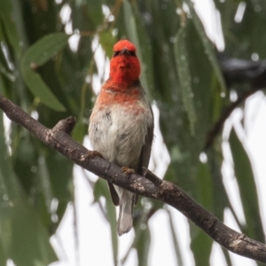 Myzomela sanguinolenta at Paddys River, ACT - 30 Jan 2021