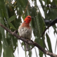 Myzomela sanguinolenta at Paddys River, ACT - 30 Jan 2021