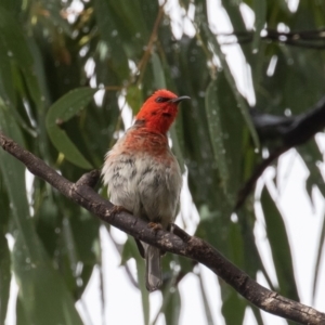 Myzomela sanguinolenta at Paddys River, ACT - 30 Jan 2021