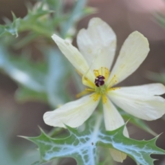 Argemone ochroleuca subsp. ochroleuca (Mexican Poppy, Prickly Poppy) at Wamboin, NSW - 19 Nov 2020 by natureguy