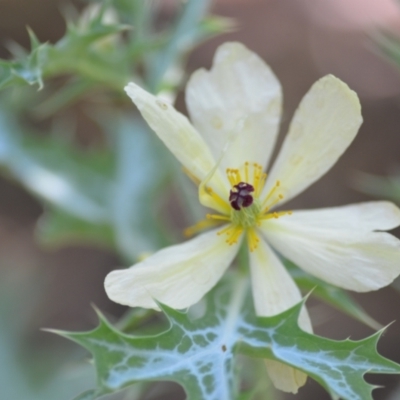 Argemone ochroleuca subsp. ochroleuca (Mexican Poppy, Prickly Poppy) at Wamboin, NSW - 19 Nov 2020 by natureguy