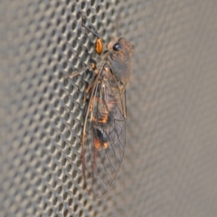 Yoyetta robertsonae (Clicking Ambertail) at QPRC LGA - 19 Nov 2020 by natureguy