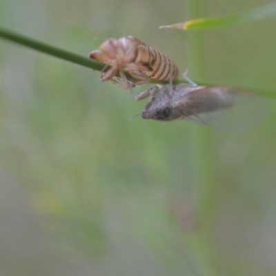 Cicadettini sp. (tribe) (Cicada) at QPRC LGA - 20 Nov 2020 by natureguy