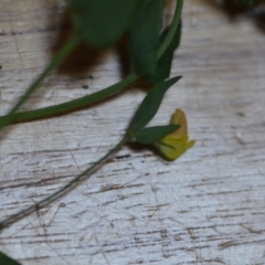 Lotus sp. (Trefoil) at Wamboin, NSW - 21 Nov 2020 by natureguy