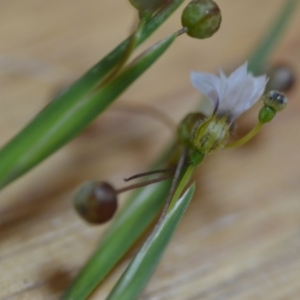 Sisyrinchium rosulatum at Wamboin, NSW - 21 Nov 2020 02:58 PM