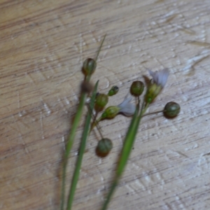 Sisyrinchium rosulatum at Wamboin, NSW - 21 Nov 2020