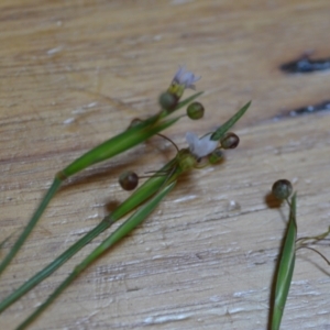 Sisyrinchium rosulatum at Wamboin, NSW - 21 Nov 2020 02:58 PM