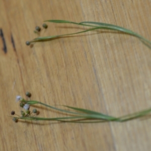 Sisyrinchium rosulatum at Wamboin, NSW - 21 Nov 2020