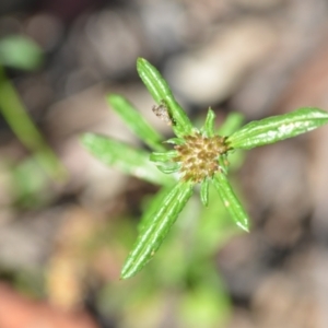 Euchiton sphaericus at Wamboin, NSW - 21 Nov 2020