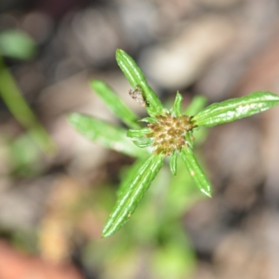 Euchiton sphaericus (Star Cudweed) at Wamboin, NSW - 21 Nov 2020 by natureguy