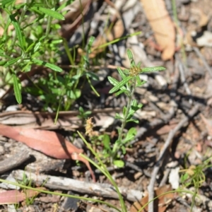 Euchiton sphaericus at Wamboin, NSW - 21 Nov 2020