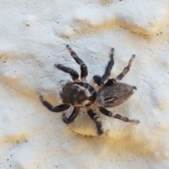 Maratus griseus (Jumping spider) at Holt, ACT - 30 Jan 2021 by trevorpreston