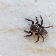 Maratus griseus at Holt, ACT - suppressed