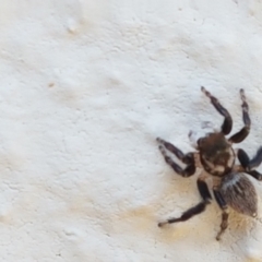 Maratus griseus at Holt, ACT - suppressed