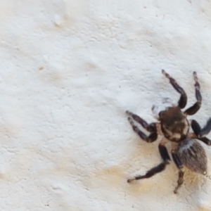 Maratus griseus at Holt, ACT - suppressed