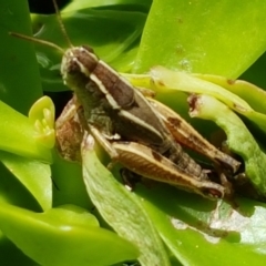 Phaulacridium vittatum (Wingless Grasshopper) at Holt, ACT - 30 Jan 2021 by trevorpreston