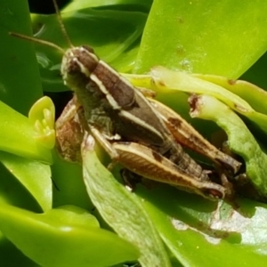 Phaulacridium vittatum at Holt, ACT - 30 Jan 2021