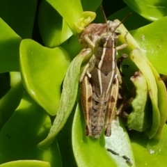 Phaulacridium vittatum at Holt, ACT - 30 Jan 2021