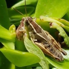 Phaulacridium vittatum at Holt, ACT - suppressed