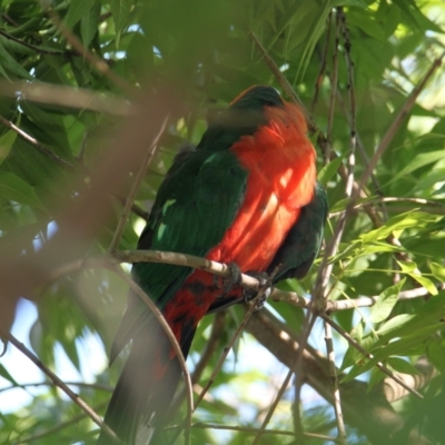 Alisterus scapularis (Australian King-Parrot) at Springdale Heights, NSW - 30 Jan 2021 by PaulF