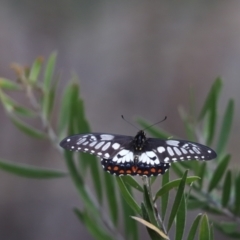 Papilio anactus (Dainty Swallowtail) at Cook, ACT - 30 Jan 2021 by Tammy