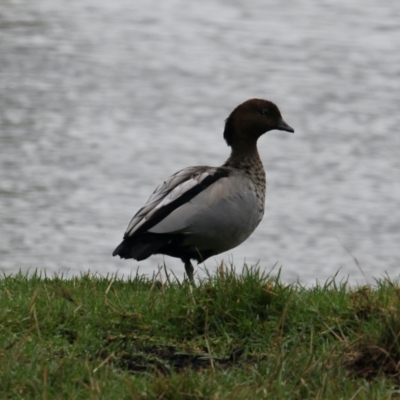 Chenonetta jubata (Australian Wood Duck) at East Albury, NSW - 27 Jan 2021 by PaulF