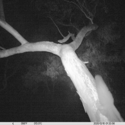 Petaurus norfolcensis (Squirrel Glider) at Thurgoona, NSW - 9 Dec 2020 by ChrisAllen