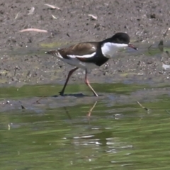 Erythrogonys cinctus (Red-kneed Dotterel) at Wonga Wetlands - 10 Feb 2019 by KylieWaldon