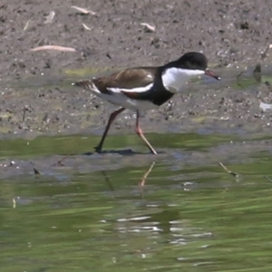 Erythrogonys cinctus at Wonga Wetlands - 10 Feb 2019 10:19 AM