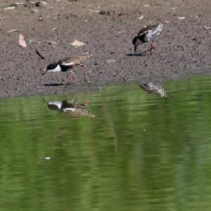 Erythrogonys cinctus at Wonga Wetlands - 10 Feb 2019 10:19 AM