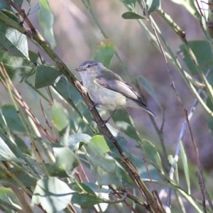 Smicrornis brevirostris at Albury, NSW - 25 Nov 2018 08:40 AM