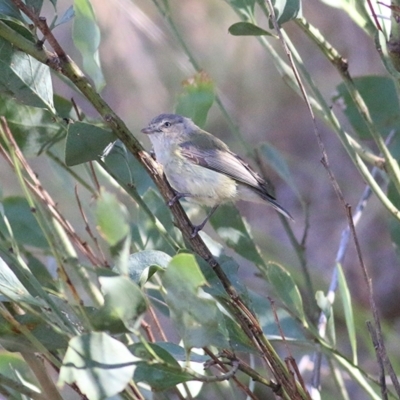 Smicrornis brevirostris (Weebill) at Albury, NSW - 25 Nov 2018 by KylieWaldon