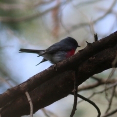 Petroica rosea (Rose Robin) at Splitters Creek, NSW - 16 Jun 2019 by Kyliegw