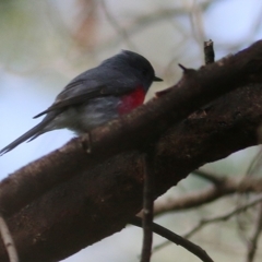 Petroica rosea at Wonga Wetlands - 16 Jun 2019 11:48 AM