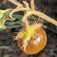 Solanum cinereum (Narrawa Burr) at Majura, ACT - 30 Jan 2021 by abread111
