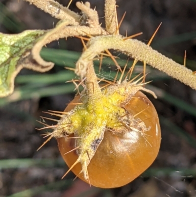 Solanum cinereum (Narrawa Burr) at Mount Ainslie - 30 Jan 2021 by abread111