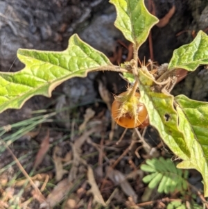 Solanum cinereum at Majura, ACT - 30 Jan 2021 05:13 PM