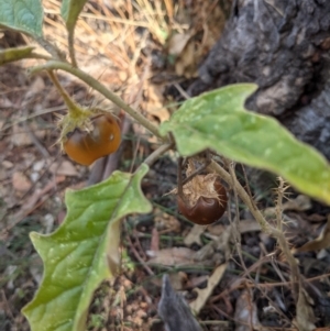 Solanum cinereum at Majura, ACT - 30 Jan 2021 05:13 PM