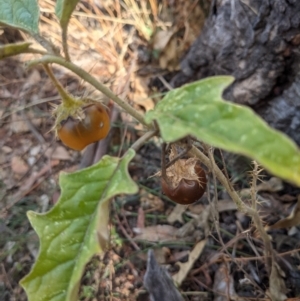 Solanum cinereum at Majura, ACT - 30 Jan 2021