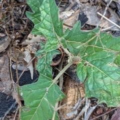 Solanum cinereum at Majura, ACT - 30 Jan 2021 05:13 PM