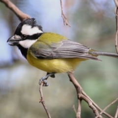 Falcunculus frontatus (Eastern Shrike-tit) at Splitters Creek, NSW - 16 Jun 2019 by Kyliegw