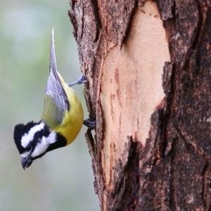 Falcunculus frontatus at Albury - 16 Jun 2019