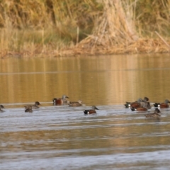 Spatula rhynchotis (Australasian Shoveler) at Albury - 16 Jun 2019 by KylieWaldon