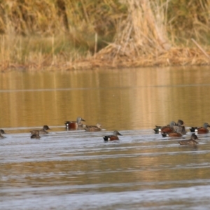 Spatula rhynchotis at Wonga Wetlands - 16 Jun 2019