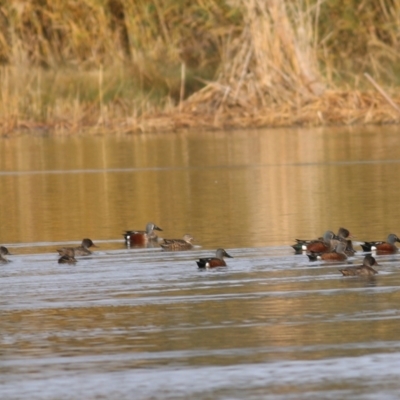 Spatula rhynchotis (Australasian Shoveler) at Splitters Creek, NSW - 15 Jun 2019 by Kyliegw