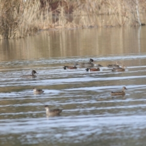 Spatula rhynchotis at Wonga Wetlands - 16 Jun 2019